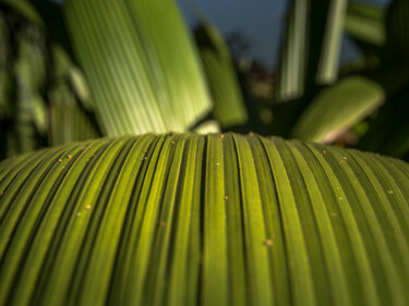 Фотография под названием "Natureza Abstrata" - Abreu, Подлинное произведение искусства, Цифровая фотография