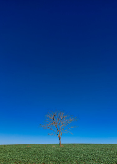 Fotografía titulada "Dry Loneliness" por Abreu, Obra de arte original, Fotografía digital