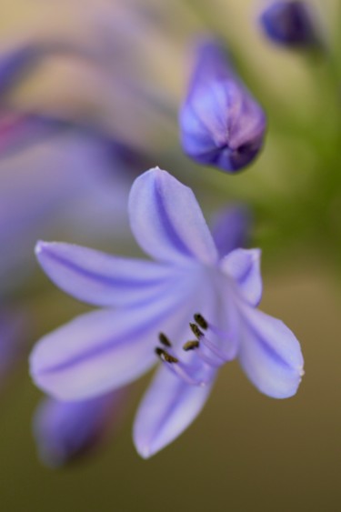 "fleur bleue" başlıklı Fotoğraf Sophie Agogué tarafından, Orijinal sanat, Dijital Fotoğrafçılık