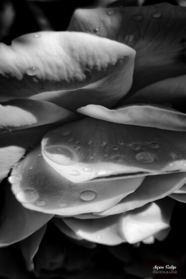 Photographie intitulée "pétales sous la ros…" par Agron Salija, Œuvre d'art originale, Photographie numérique