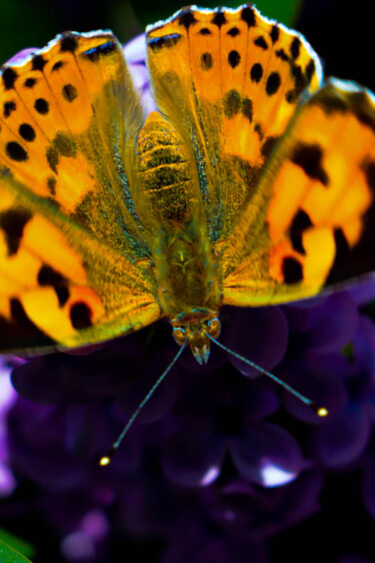 Fotografia intitolato "butterfly! flying c…" da Ahmet Reha Demir, Opera d'arte originale, Fotografia non manipolata