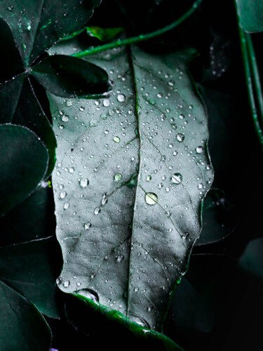 Photography titled "Raindrops" by Ahmet Reha Demir, Original Artwork, Digital Photography