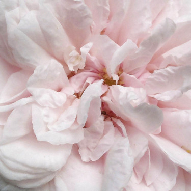 Fotografie mit dem Titel "Rose (6896-c-3)" von Michel Akli, Original-Kunstwerk, Digitale Fotografie