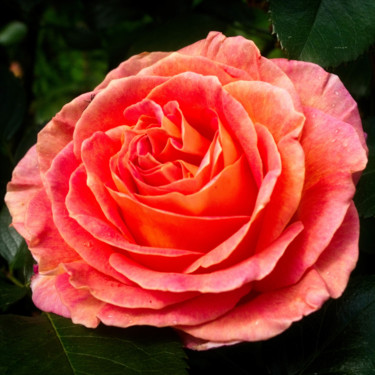 Fotografie getiteld "Rose du jardin" door Michel Akli, Origineel Kunstwerk, Digitale fotografie