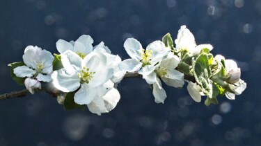 Photography titled "Fleurs blanches de…" by Michel Akli, Original Artwork, Non Manipulated Photography