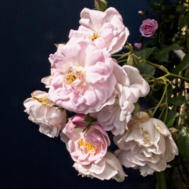 Fotografie mit dem Titel "Rose en bouquet" von Michel Akli, Original-Kunstwerk, Digitale Fotografie