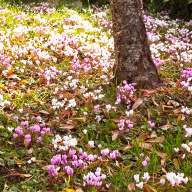 Photographie intitulée "Cyclamens" par Michel Akli, Œuvre d'art originale, Photographie numérique