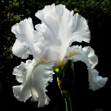 Fotografia zatytułowany „Iris blanc (5192)” autorstwa Michel Akli, Oryginalna praca, Fotografia cyfrowa