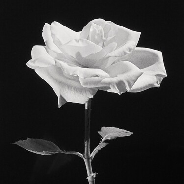 Fotografia zatytułowany „La rose (les 4 élém…” autorstwa Michel Akli, Oryginalna praca, Fotografia cyfrowa