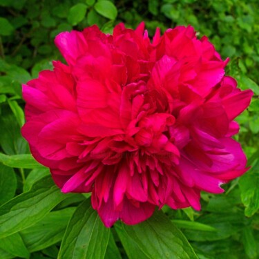 Photographie intitulée "Pivoine rouge du ja…" par Michel Akli, Œuvre d'art originale, Photographie numérique