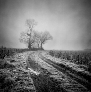 Fotografia intitolato "Brouillard, Gevrey-…" da Alain Rappeneau, Opera d'arte originale, fotografia a pellicola