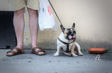 "French Bulldog" başlıklı Fotoğraf Alen Gurovic tarafından, Orijinal sanat, Fotoşopsuz fotoğraf