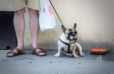 제목이 "French Bulldog"인 사진 Alen Gurovic로, 원작, 조작되지 않은 사진