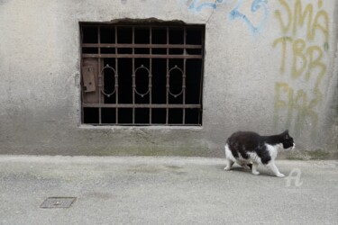 Fotografie getiteld "Cat v2" door Alen Gurovic, Origineel Kunstwerk, Niet gemanipuleerde fotografie