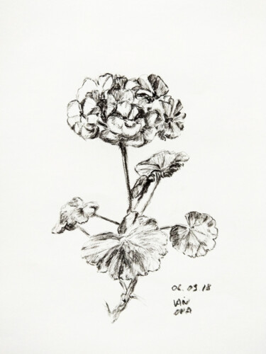 Zeichnungen mit dem Titel "Geranium" von Alex Vainova, Original-Kunstwerk, Kohle