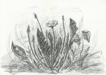 제목이 "Dandelions, sketch"인 그림 Alexandra Da로, 원작, 볼펜