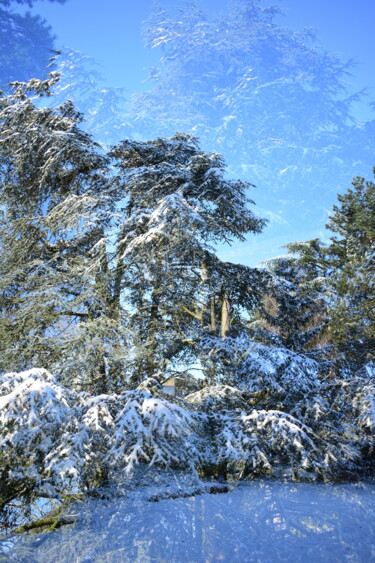 Photographie intitulée "Sapin sous la neige" par Alexandra Daoust, Œuvre d'art originale, Photographie numérique