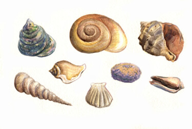 Painting titled "Sea shells. ORIGINA…" by Alexandra Zatelepina, Original Artwork, Watercolor