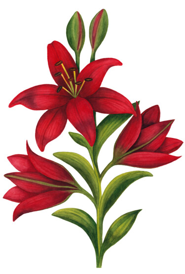 Painting titled "Lily" by Alfiya Scheck, Original Artwork, Watercolor