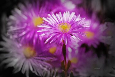 Fotografia intitulada "Primavera en Flor 2" por Alfonso García, Obras de arte originais, Fotografia digital