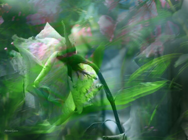 Цифровое искусство под названием "Fantasia de Flor  90" - Alfonso García, Подлинное произведение искусства, Цифровая фотогра…