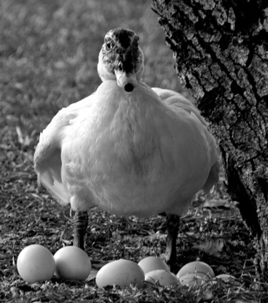 Fotografia intitolato "Mother Duck in Prot…" da Alfredo Machado Zingg, Opera d'arte originale, Fotografia digitale