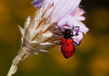 Fotografía titulada "Rocio" por Alfredo.G.Mira, Obra de arte original