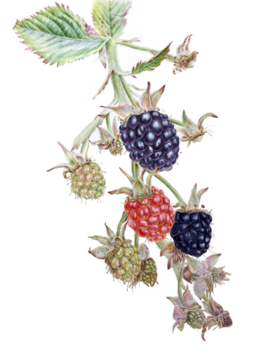 Schilderij getiteld "Summer berries (202…" door Alisa Diakova, Origineel Kunstwerk, Aquarel