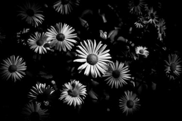 Photography titled "Black and White Spr…" by Alis La Luna, Original Artwork