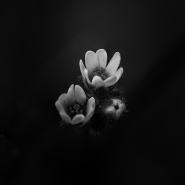 Photographie intitulée "Fleur B&W 02" par Alisson Drubay, Œuvre d'art originale, Photographie manipulée