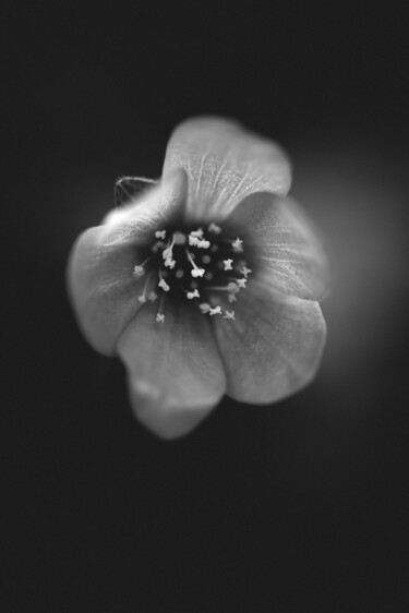 Photography titled "Fleur B&W 04" by Alisson Drubay, Original Artwork, Manipulated Photography