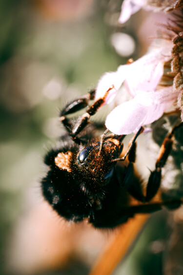 Fotografie mit dem Titel "Trésor Pollinique" von Alisson Drubay, Original-Kunstwerk, Manipulierte Fotografie