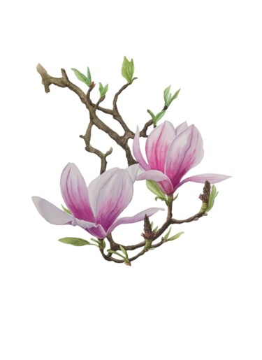 Peinture intitulée "Magnolia" par Alla Rasskazova, Œuvre d'art originale, Aquarelle