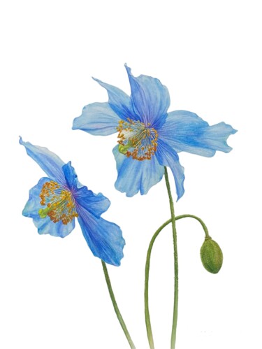 Картина под названием "Himalayan poppies" - Alla Rasskazova, Подлинное произведение искусства, Акварель