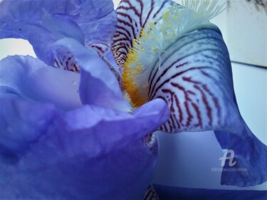 Photographie intitulée "coeur-iris2.jpg" par Claudette Allosio, Œuvre d'art originale