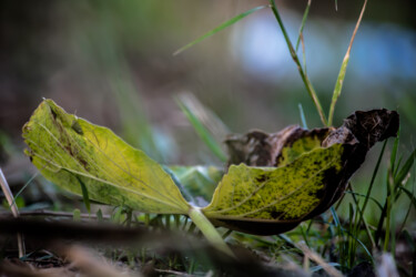 Photography titled "SWEET AUTOMN" by Amel Milady (Le mutagraphe), Original Artwork, Non Manipulated Photography