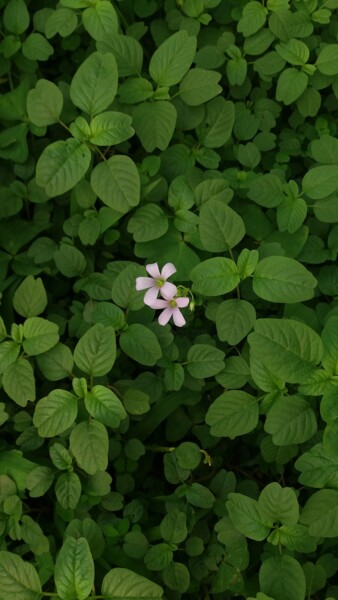 Photography titled "isolation" by Ana Gomes, Original Artwork, Non Manipulated Photography