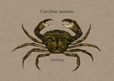 Digitale Kunst getiteld "Carcinus maenas" door Ana Ribeiro (Ana Ribeiro Illustration), Origineel Kunstwerk, Digitaal Schilde…