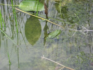 Fotografía titulada "frog" por Ana Macovei, Obra de arte original