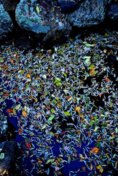 Fotografía titulada "Garden Wild, III" por Andre Baranowski, Obra de arte original, Fotografía digital