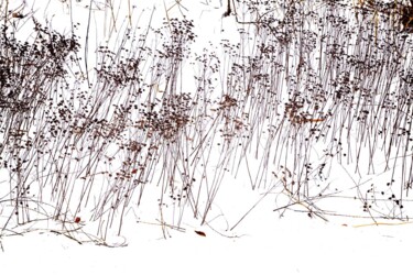 Fotografía titulada "Garden Wild, XV" por Andre Baranowski, Obra de arte original, Fotografía digital
