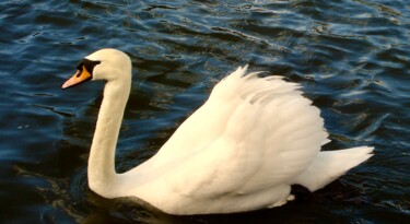 Fotografia intitulada "Swan at the Lough" por Andrea Gruber, Obras de arte originais, Fotografia digital