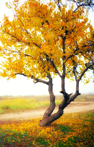 Фотография под названием "Одинокая осень" - Andrey Petrosyan, Подлинное произведение искусства, Пленочная фотография
