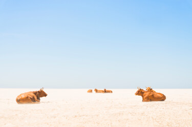 摄影 标题为“SUNBATHING COWS” 由Andrew Lever, 原创艺术品, 数码摄影