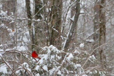 Fotografía titulada "Cardinal in the snow" por Andrew Troyer, Jr, Obra de arte original, Fotografía digital