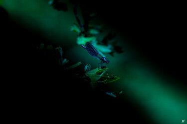 摄影 标题为“libellule bleue” 由Angèle Marani, 原创艺术品, 数码摄影