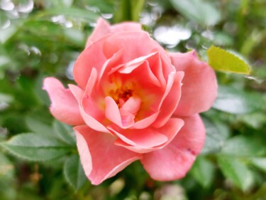 Fotografie mit dem Titel "Rose des haies" von Véré Angélique, Original-Kunstwerk, Digitale Fotografie