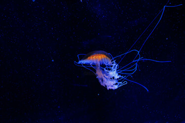 「Jellyfish in space」というタイトルの写真撮影 Angie Blackによって, オリジナルのアートワーク, デジタル