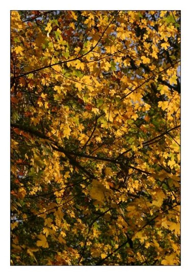 Photography titled "Fall Colors" by Anh-Tuan Le, Original Artwork