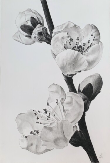 Painting titled "Plum blossom branch" by Anna Levchuk, Original Artwork, Graphite